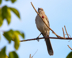 Mimus gundlachii