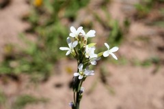 Boechera stricta