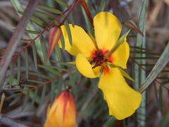 Chamaecrista deeringiana