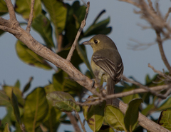 Vireo gundlachii