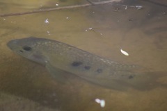 Herichthys carpintis