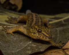 Gymnodactylus darwinii