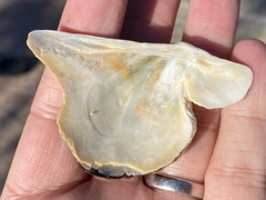 Pteria sterna