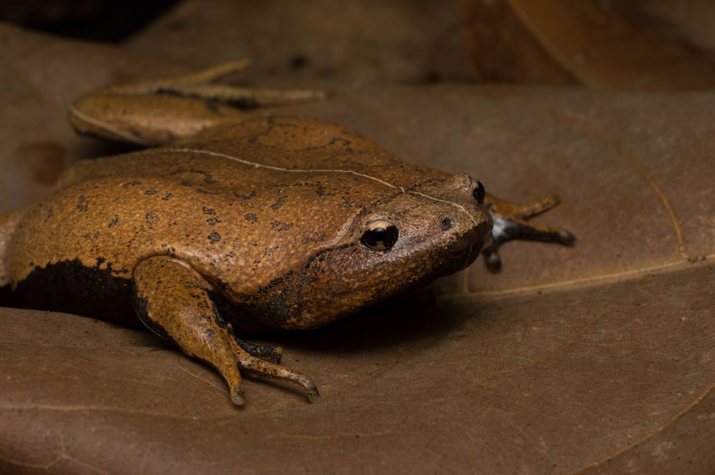 Brazilian Dumpy Frog