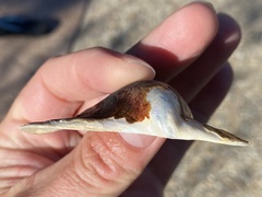 Pteria sterna