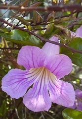 Bignonia callistegioides