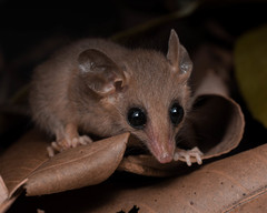 Gracilinanus microtarsus