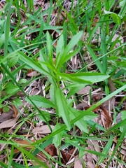Magnoliopsida