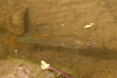Poecilia mexicana