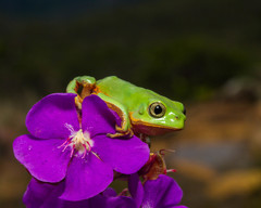 Pithecopus megacephalus