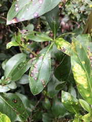 Puccinia coprosmae