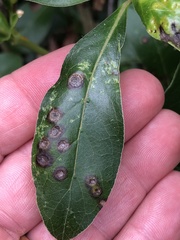 Puccinia coprosmae