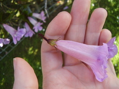 Bignonia callistegioides
