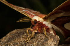 Rothschildia jacobaeae