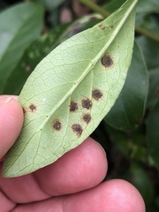 Puccinia coprosmae