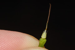 Ipomoea grandifolia