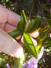 Bignonia callistegioides