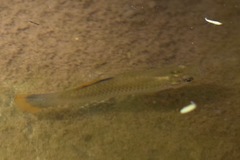 Poecilia mexicana