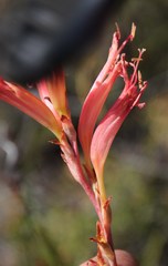 Tritoniopsis antholyza