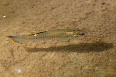 Poecilia mexicana