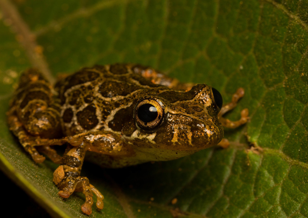 Alpinopolis Snouted Treefrog