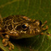 Alpinopolis Snouted Tree Frog - Photo (c) pedrohenriquetunes, some rights reserved (CC BY-NC), uploaded by pedrohenriquetunes