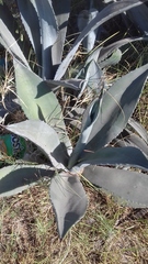 Agave