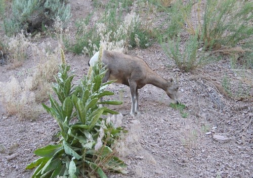 Rocky Mountain Bighorn Sheep photographed in Idaho