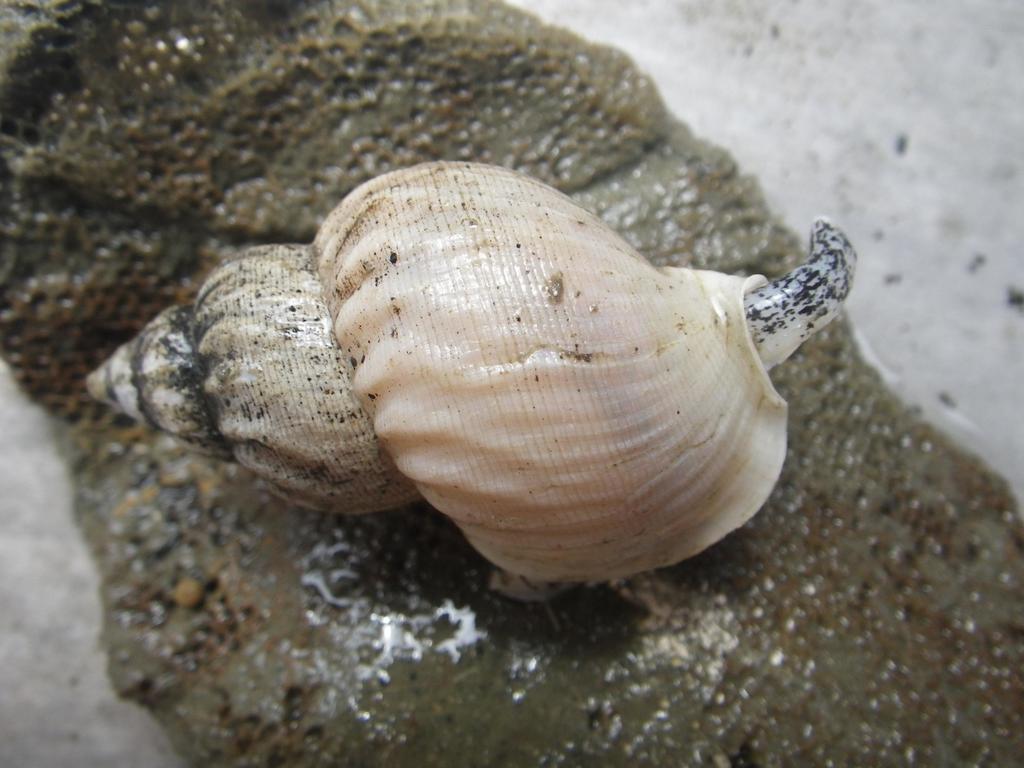 True Whelks