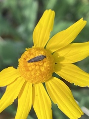 Scythris fuscicomella
