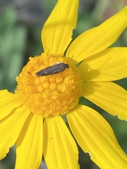 Scythris fuscicomella