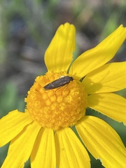 Scythris fuscicomella