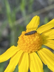 Scythris fuscicomella
