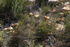 Tritoniopsis antholyza