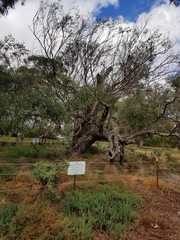 Eucalyptus microcarpa