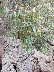 Eucalyptus microcarpa