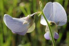 Crotalaria verrucosa