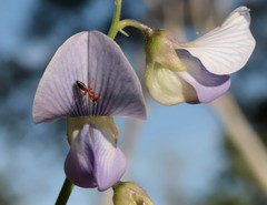 Crotalaria verrucosa