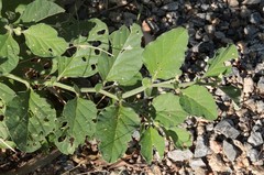 Crotalaria verrucosa