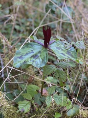 Trillium kurabayashii