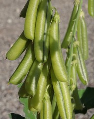 Crotalaria verrucosa