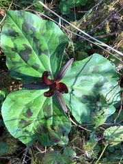 Trillium kurabayashii