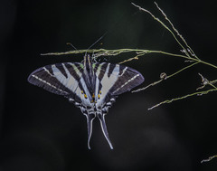 Protographium leosthenes