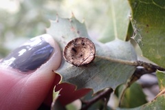 Paracraspis patelloides