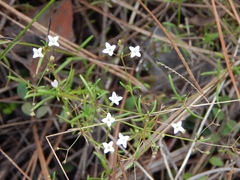 Stenaria nigricans floridana