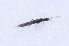 Capnia elongata