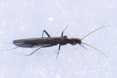 Capnia elongata