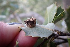 Paracraspis patelloides