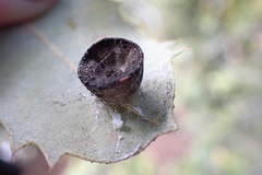 Paracraspis patelloides