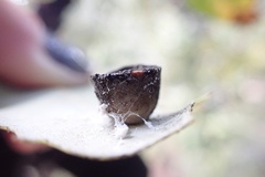 Paracraspis patelloides